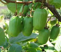 Актинидия коломикта Приусадебная (Actinidia kolomikta 'Priusadebnaya')