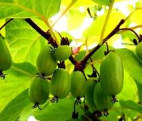 Актинидия коломикта Изобильная (Actinidia kolomikta 'Izobilnaya')