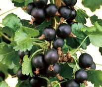 Смородина черная Пигмей (Ribes nigrum 'Pigmey')