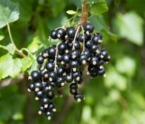 Смородина черная Орловский вальс (Ribes nigrum 'Orlovskiy Vals')
