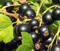 Смородина черная Нестер Козин (Ribes nigrum 'Nester Kozin')