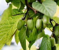 Актинидия коломикта Университетская (Actinidia kolomikta 'Universitetskaya')