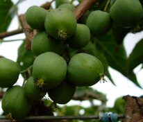 Актинидия аргута Солнечный (Actinidia arguta 'Solnechnyj')