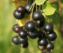 Смородина черная Гармония (Ribes nigrum 'Garmoniya')