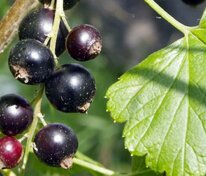 Смородина черная Бинар (Ribes nigrum 'Binar')