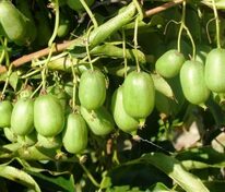 Актинидия аргута Дачная (Actinidia arguta 'Dachnaya')