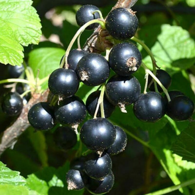 Смородина черная Вологда (Ribes nigrum 'Vologda')