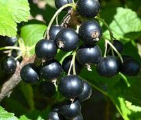 Смородина черная Вологда (Ribes nigrum 'Vologda')
