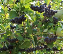 Арония черноплодная Мулатка (Aronia melanocarpa 'Mulatka')
