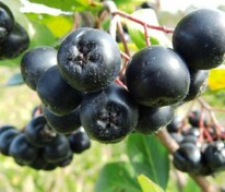 Арония черноплодная Мичурина Амит (Aronia mitschurinii 'Amit')