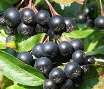 Арония черноплодная сливолистная Викинг (Aronia x prunifolia 'Viking')