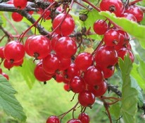 Смородина красная Уральские зори (Ribes rubrum 'Uralskie Zori')