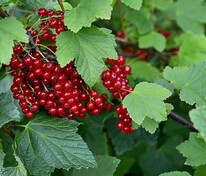 Смородина красная Ранняя сладкая (Ribes rubrum 'Rannyaya Sladkaya')