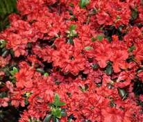 Азалия Стюартстониан (Rhododendron 'Stewartstonian')
