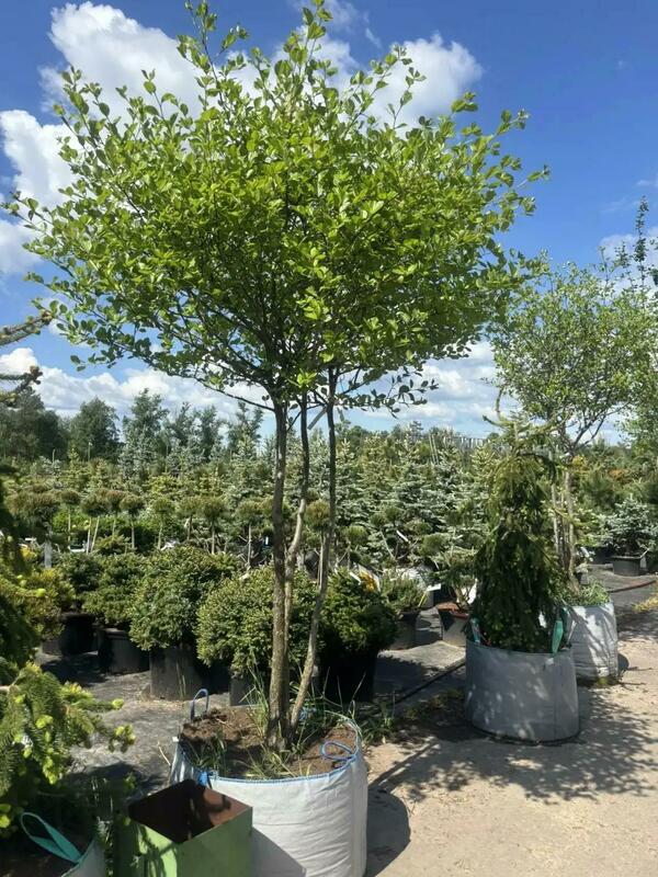 Боярышник сливолистный (Crataegus x prunifolia)