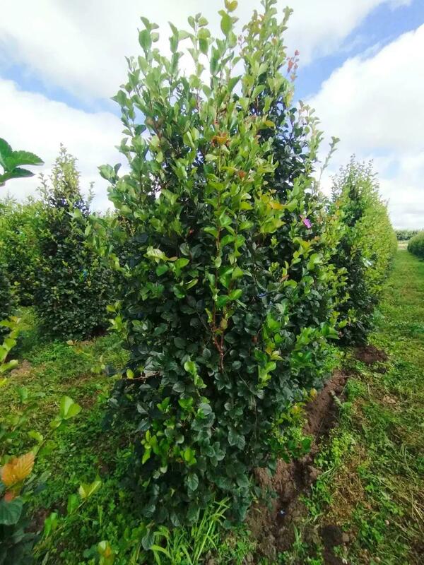 Боярышник сливолистный (Crataegus x prunifolia)