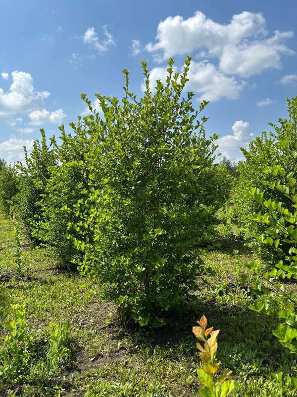Боярышник сливолистный (Crataegus x prunifolia)