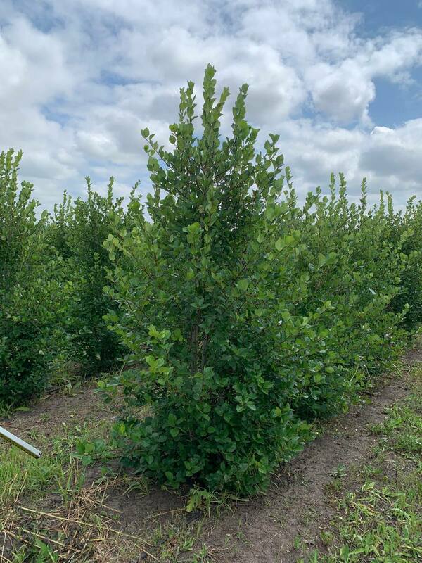 Боярышник сливолистный (Crataegus x prunifolia)