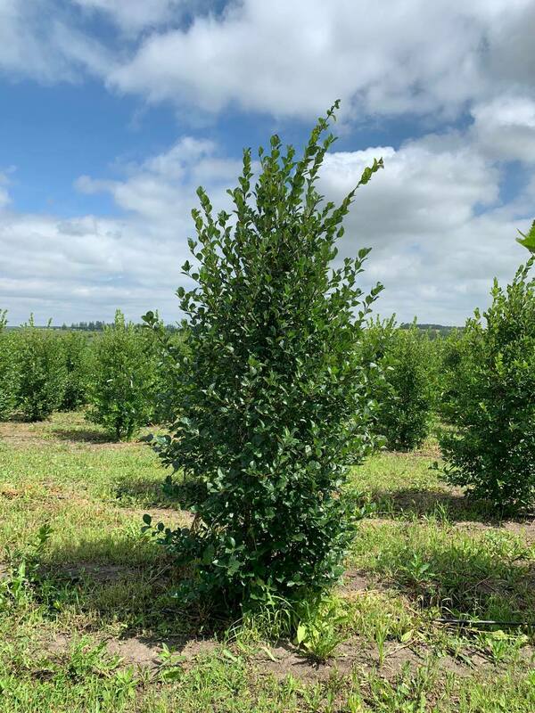 Боярышник сливолистный (Crataegus x prunifolia)