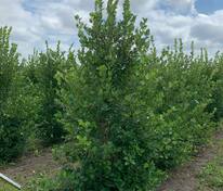 Боярышник сливолистный (Crataegus x prunifolia)