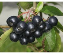 Арония черноплодная сливолистная Неро (Aronia x prunifolia 'Nero')