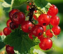 Смородина красная Памятная (Ribes rubrum 'Pamyatnaya')