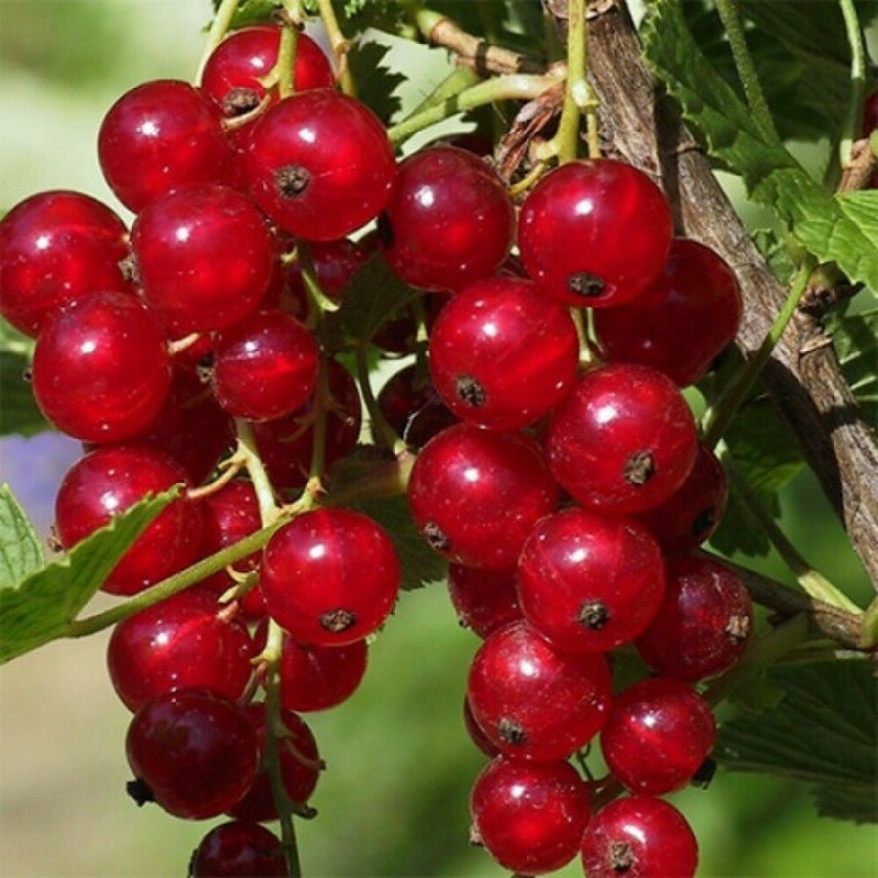 Смородина красная Мармеладница (Ribes rubrum 'Marmeladnitsa')