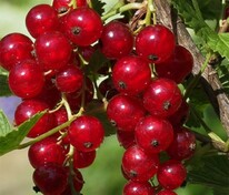Смородина красная Мармеладница (Ribes rubrum 'Marmeladnitsa')