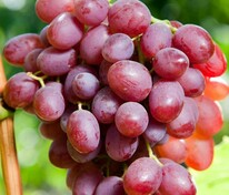 Виноград Ливия (Vitis 'Liviya')