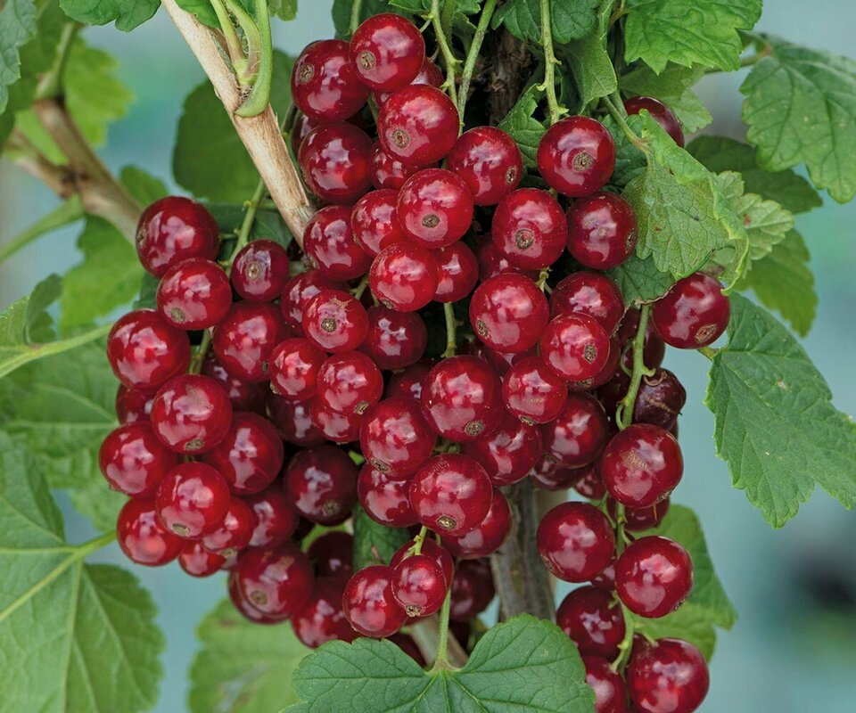 Смородина красная Виксне (Ribes rubrum 'Viksne')