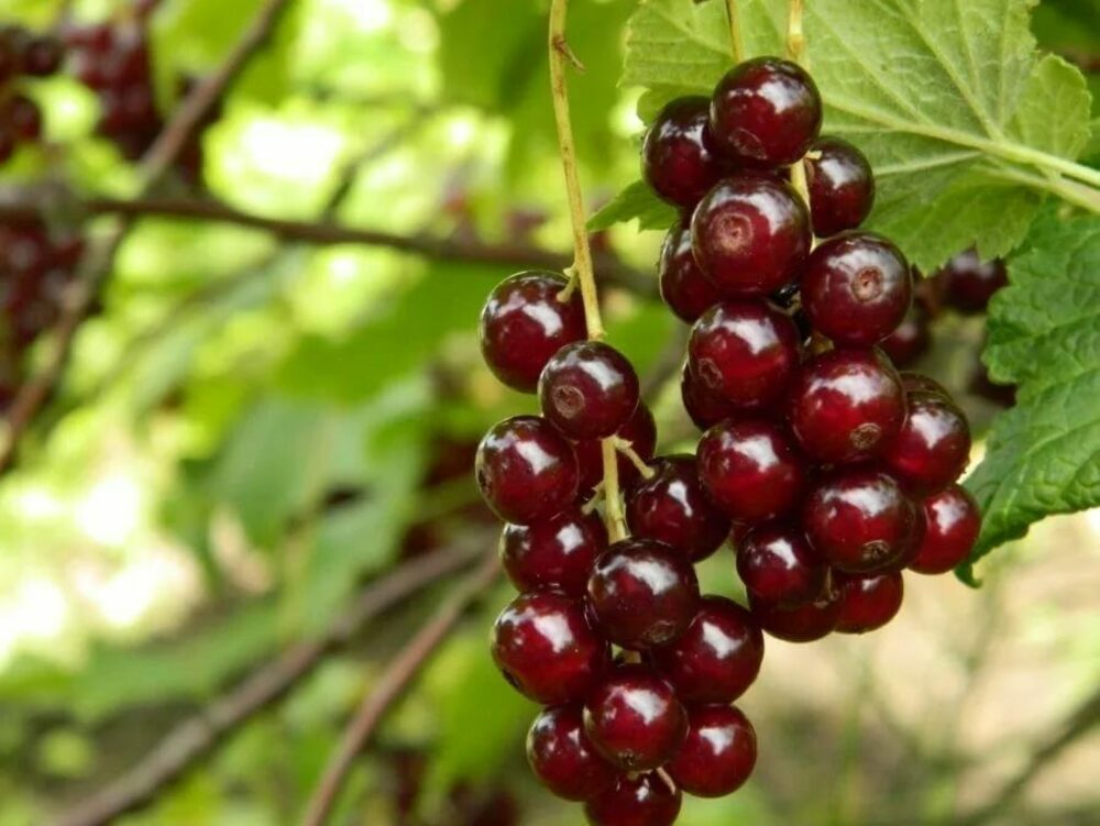Смородина красная Виксне (Ribes rubrum 'Viksne')