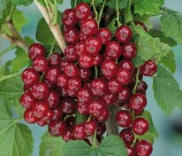 Смородина красная Виксне (Ribes rubrum 'Viksne')