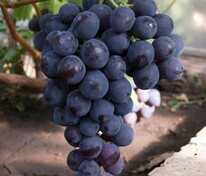 Виноград Рошфор К (Vitis 'Rofshor K')