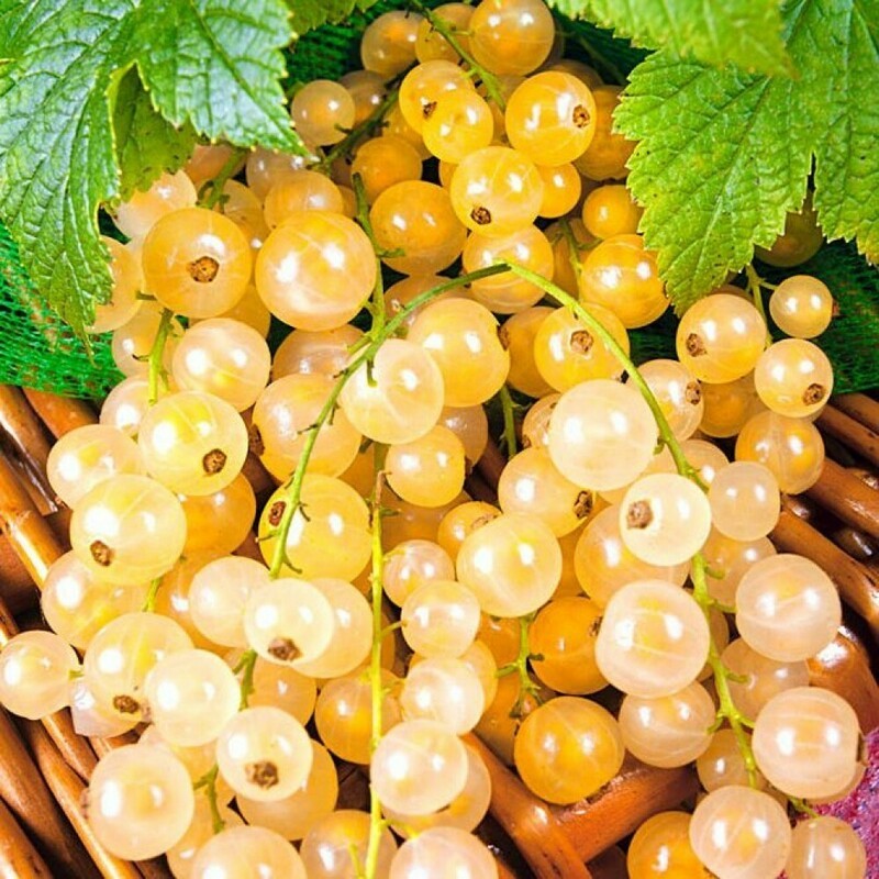 Смородина белая Уральская белая (Ribes rubrum 'Uralskaya Belaya')