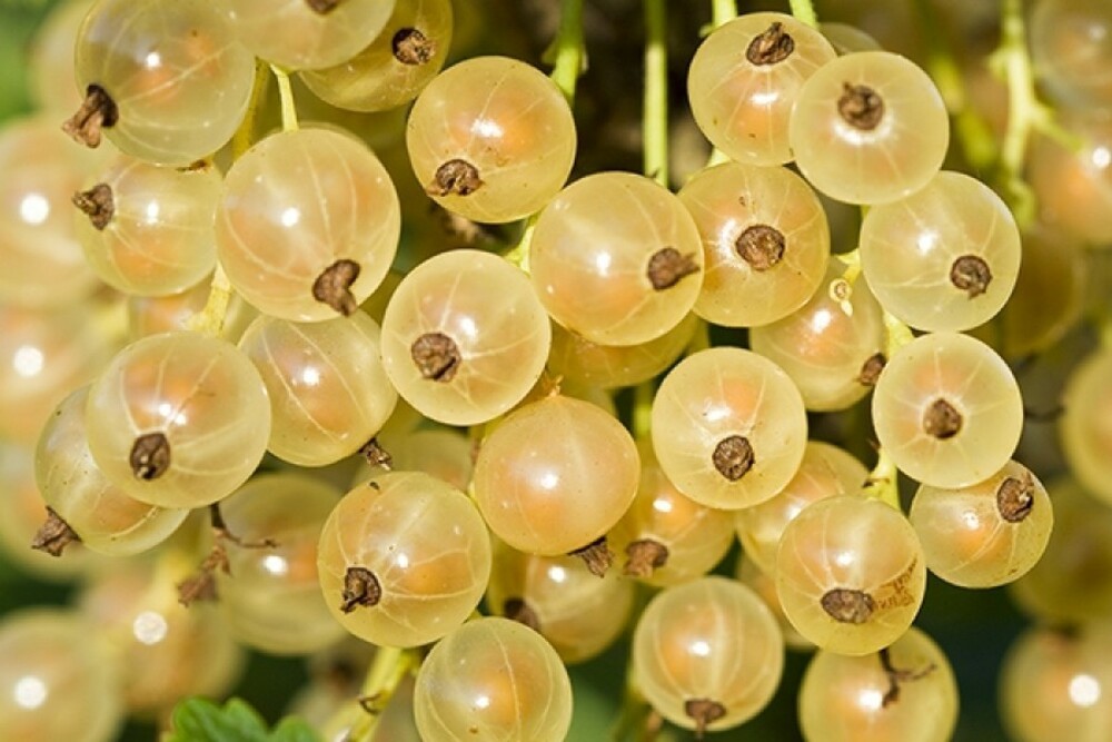 Смородина белая Уральская белая (Ribes rubrum 'Uralskaya Belaya')