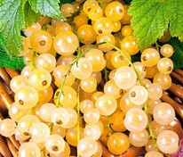 Смородина белая Уральская белая (Ribes rubrum 'Uralskaya Belaya')