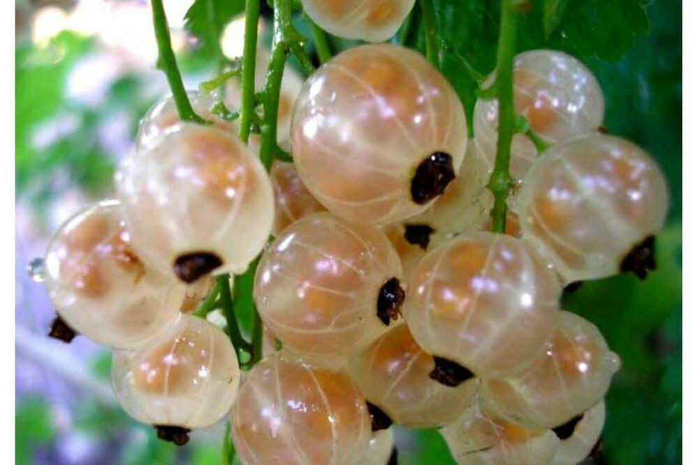 Смородина белая Белая фея (Ribes rubrum 'Belaya Feya')