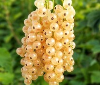 Смородина белая Белая фея (Ribes rubrum 'Belaya Feya')