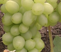 Виноград Супер-Экстра (Vitis 'Super Ekstra') (Супер-Экстра (Цитрин)