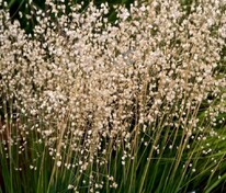 Бриза средняя (Briza media)