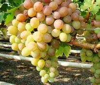 Виноград Виорика (Vitis 'Viorika')