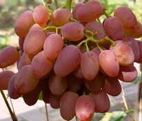 Виноград Гелиос (Vitis 'Gelios')