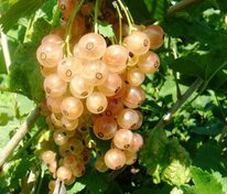 Смородина белая Кремовая (Ribes rubrum 'Kremovaya')