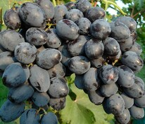 Виноград Руслан (Vitis 'Ruslan')