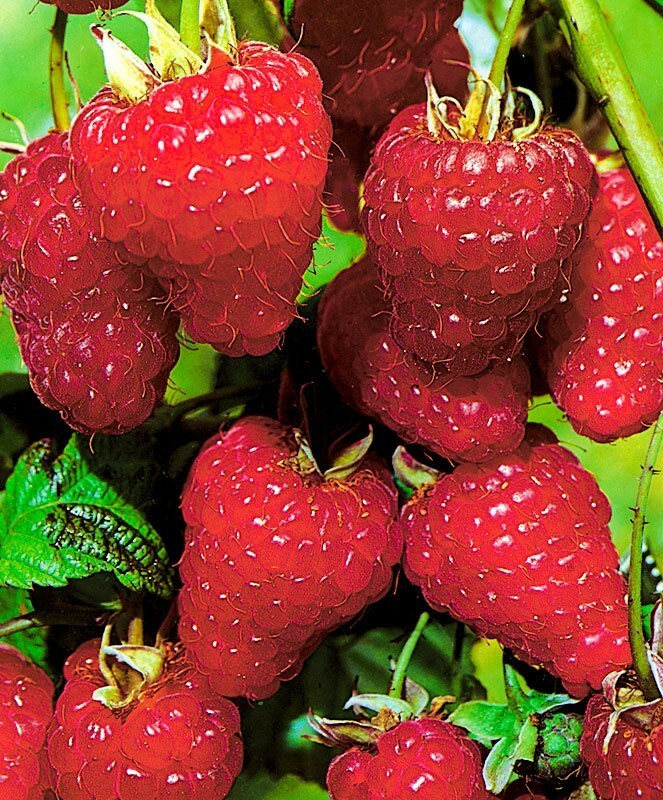 Малина ремонтантная Элегантная (Rubus idaeus 'Elegantnaya')