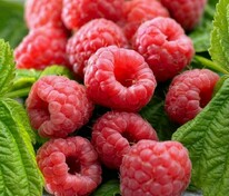 Малина ремонтантная Элегантная (Rubus idaeus 'Elegantnaya')