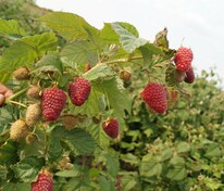 Малина ремонтантная Самохвал (Rubus idaeus 'Samokhval')