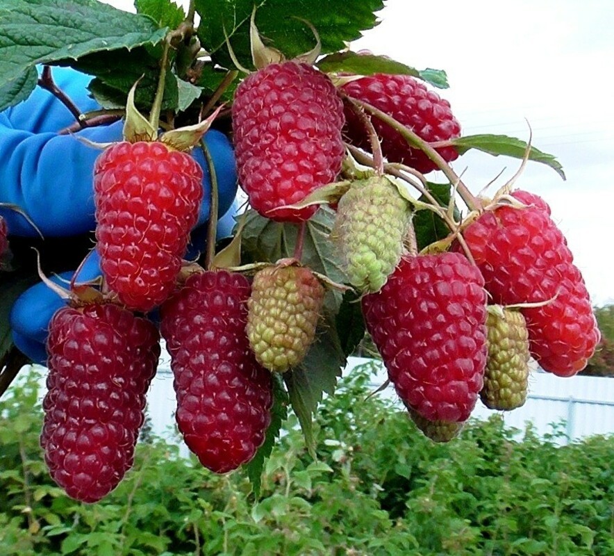 Малина ремонтантная Похвалинка (Rubus idaeus 'Pokhvalinka')