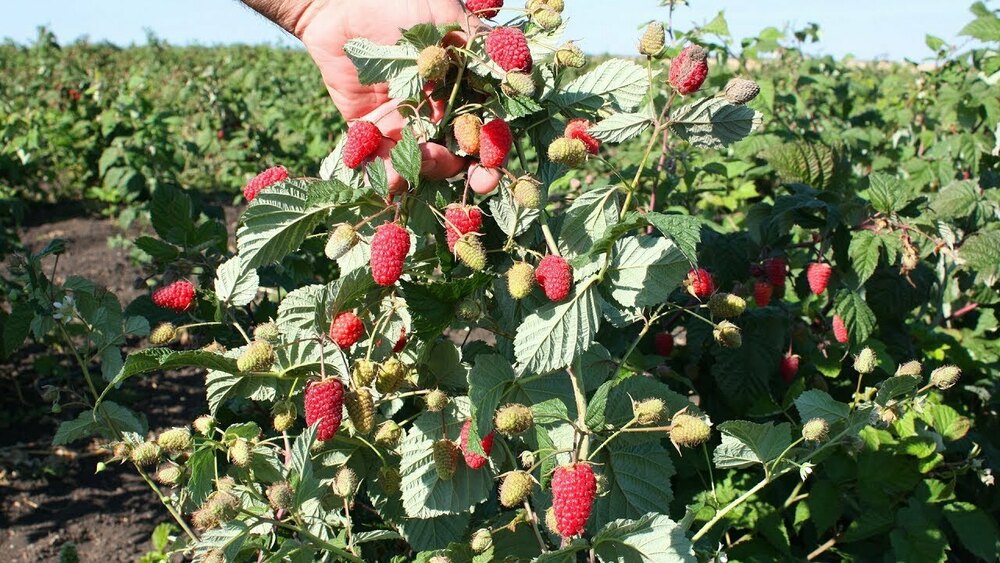 Малина ремонтантная Похвалинка (Rubus idaeus 'Pokhvalinka')
