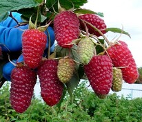 Малина ремонтантная Похвалинка (Rubus idaeus 'Pokhvalinka')